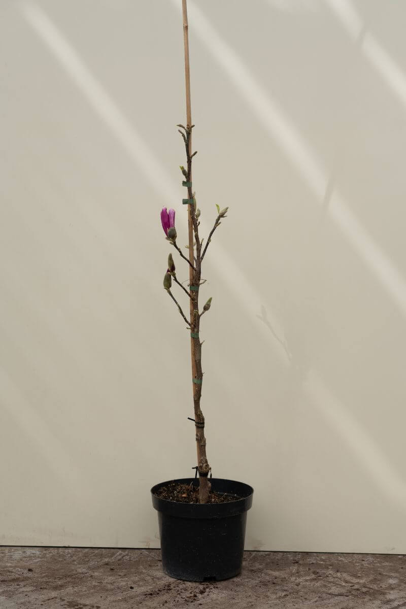 https://cdn.webshopapp.com/shops/304745/files/453965052/file.jpg