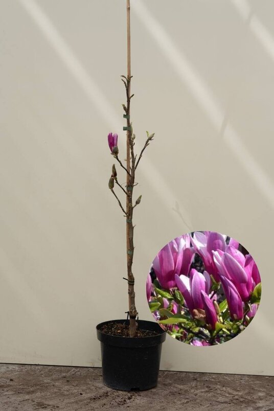Junger Seestern-Magnolienbaum | Magnolia 'Susan'