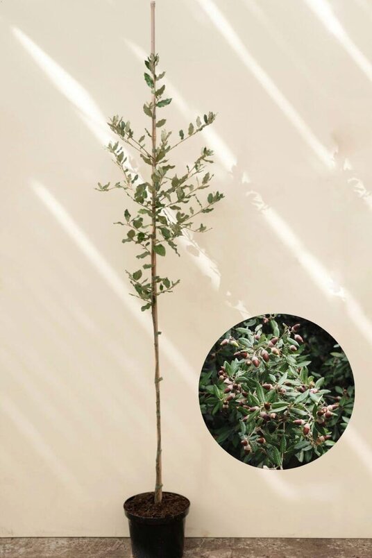 Junge Steineiche Baum | Quercus ilex