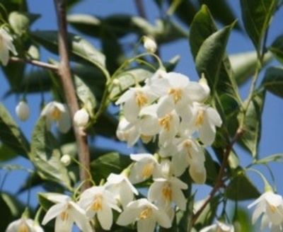 Wann sollte man einen Baum beschneiden?