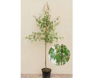 Junger Feinblttriger Birkenbaum | Betula pendula 'Laciniata'