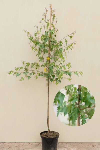 Young Fine-leaved Silver Birch | Betula pendula 'Laciniata'