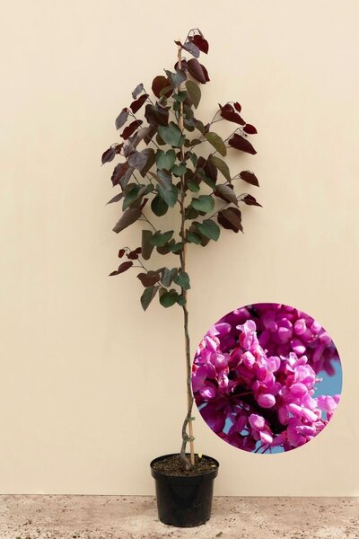 Young American Redbud | Cercis canadensis 'Merlot'