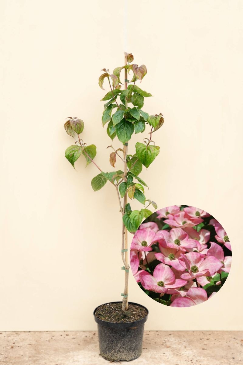 https://cdn.webshopapp.com/shops/304745/files/459759297/file.jpg