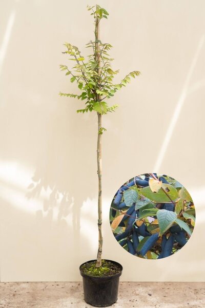 Junger Gurkenbaum | Decaisnea fargesii