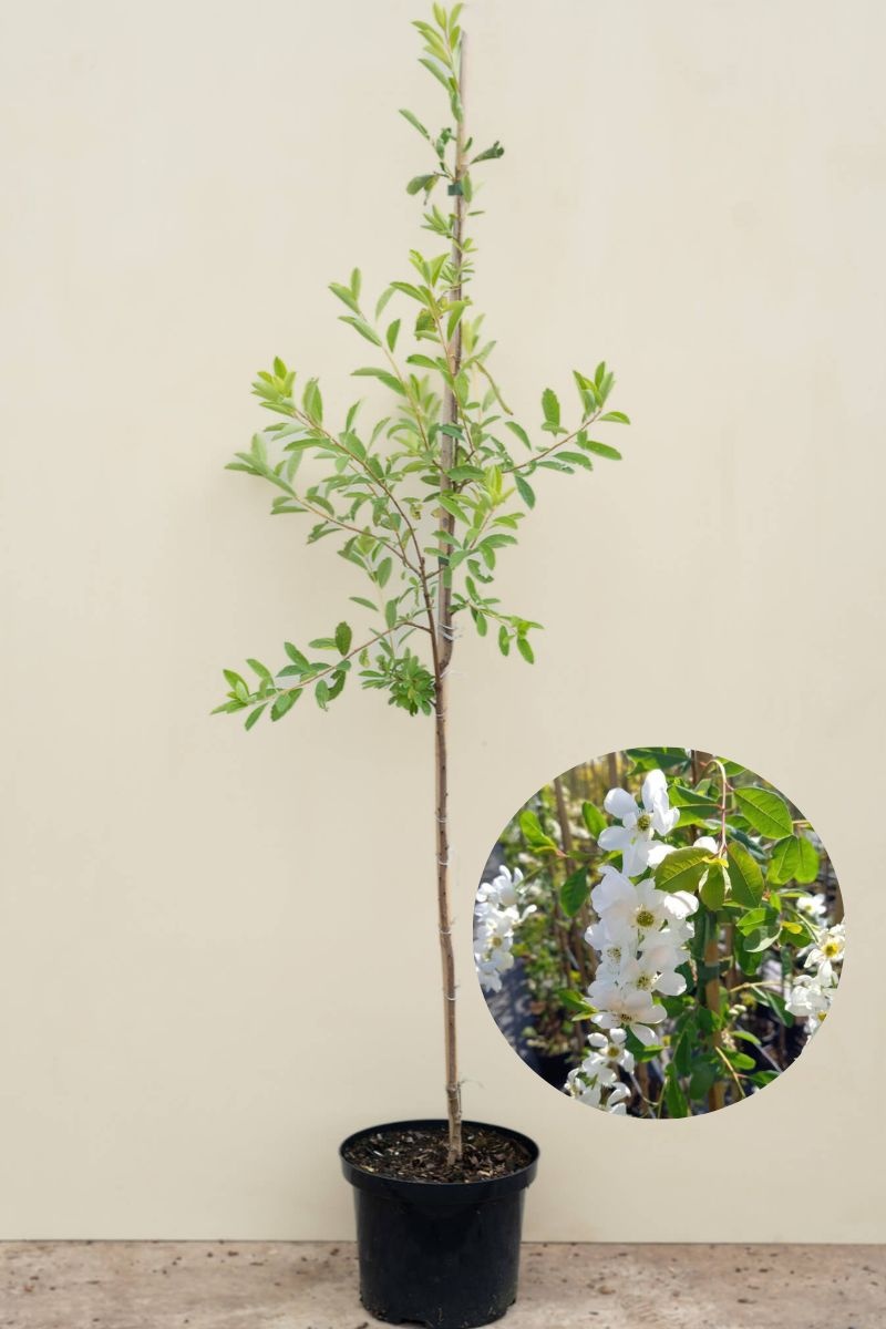 https://cdn.webshopapp.com/shops/304745/files/459759358/file.jpg