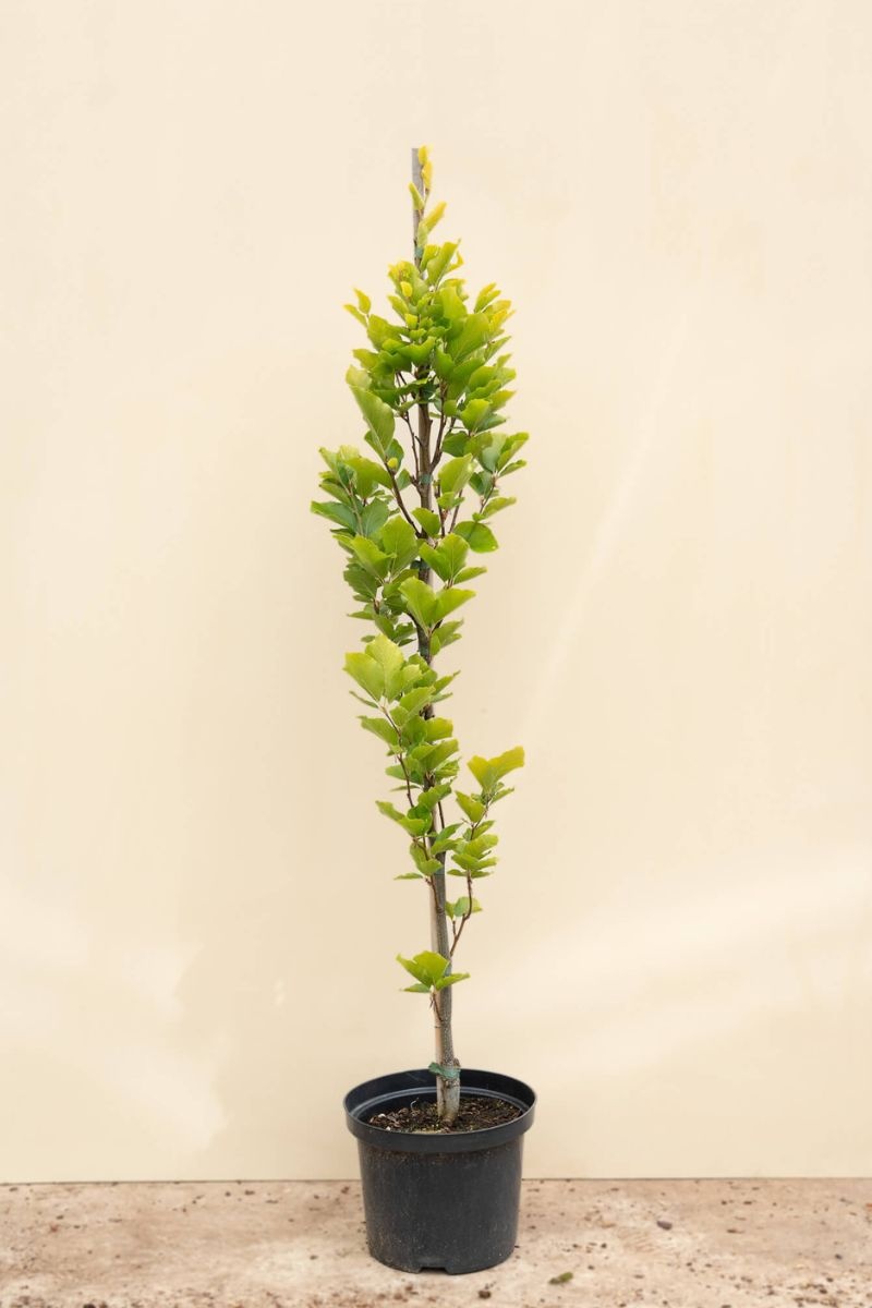 https://cdn.webshopapp.com/shops/304745/files/459759416/file.jpg
