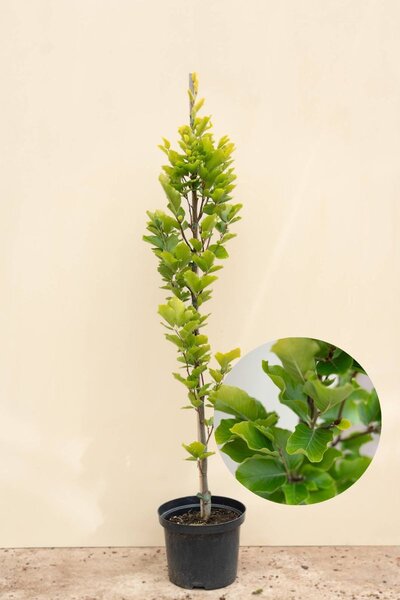 Junge gelbe Säulenbuche | Fagus sylvatica 'Dawyck Gold'