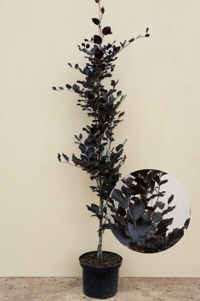 Young Red Column Beech tree | Fagus sylvatica 'Dawyck Purple'