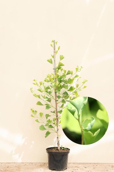 Young Columnar Japanese Ginkgo Tree | Ginkgo biloba 'Blagon'