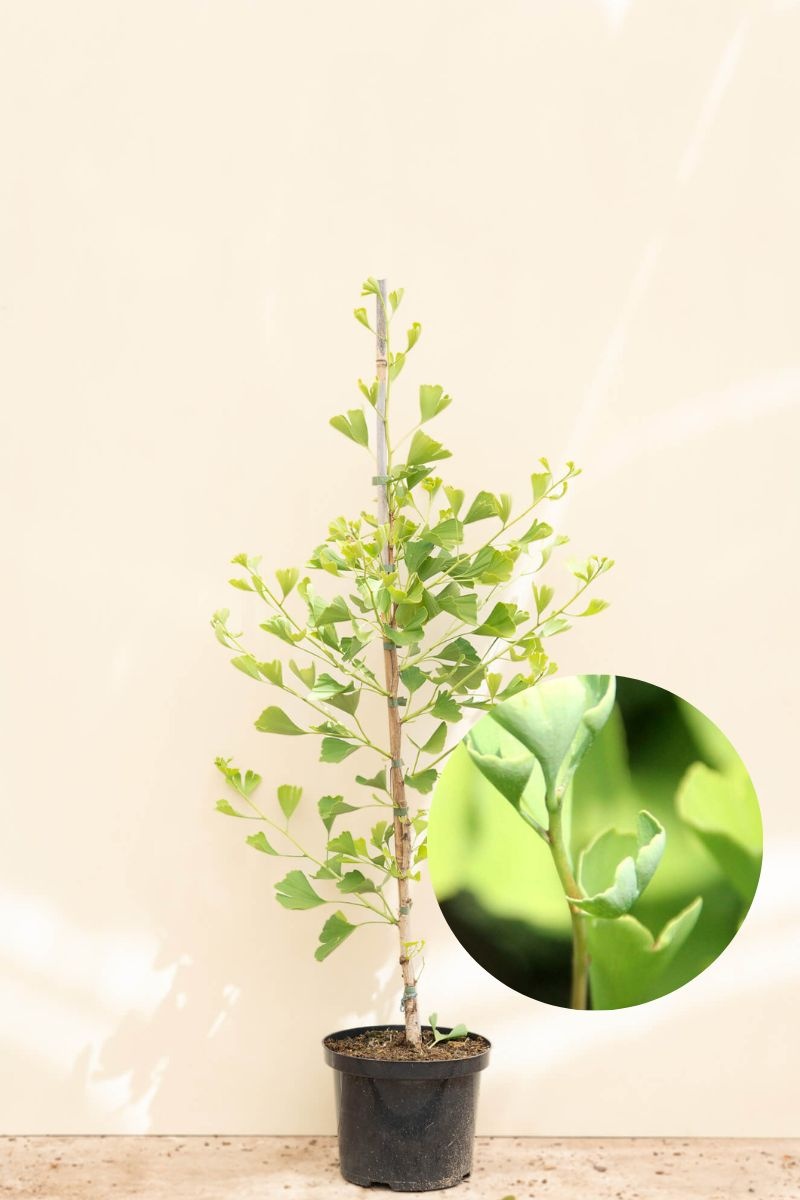 https://cdn.webshopapp.com/shops/304745/files/459759575/file.jpg