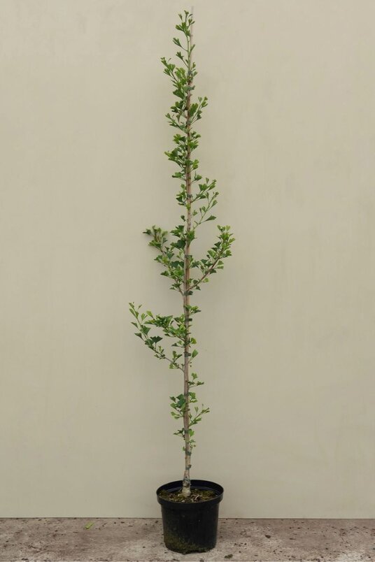 Junger Kleinblättriger Säulenförmiger Japanischer Ginkgo-Baum | Ginkgo biloba 'Menhir'