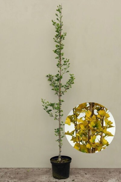 Young Small-leaved Columnar Japanese Ginkgo Tree | Ginkgo biloba 'Menhir'