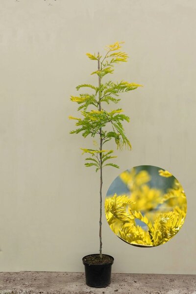Young Yellow False Honeylocust Tree |  Gleditsia triacanthos 'Sunburst'