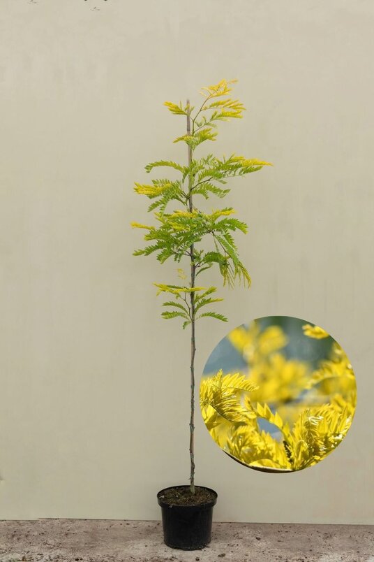 Young Yellow False Honeylocust Tree |  Gleditsia triacanthos 'Sunburst'