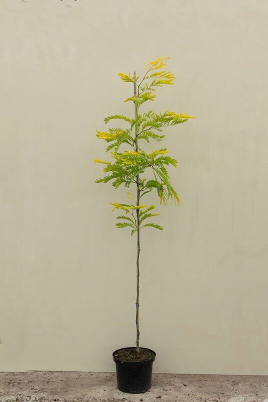Young Yellow False Honeylocust Tree |  Gleditsia triacanthos 'Sunburst'