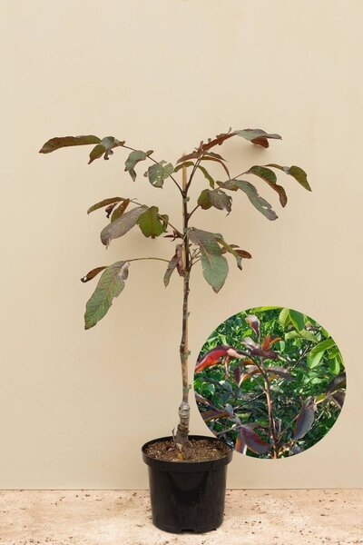 Jonge Roodbladige Walnootboom | Juglans regia 'Purpurea'