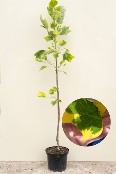 Jonge bonte Tulpenboom | Liriodendron tulipifera 'Aureomarginatum'