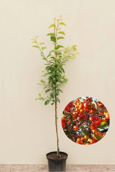 Young ornamental apple tree | Malus 'Evereste'