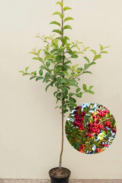 Jonge sierappelboom | Malus 'Red Sentinel'