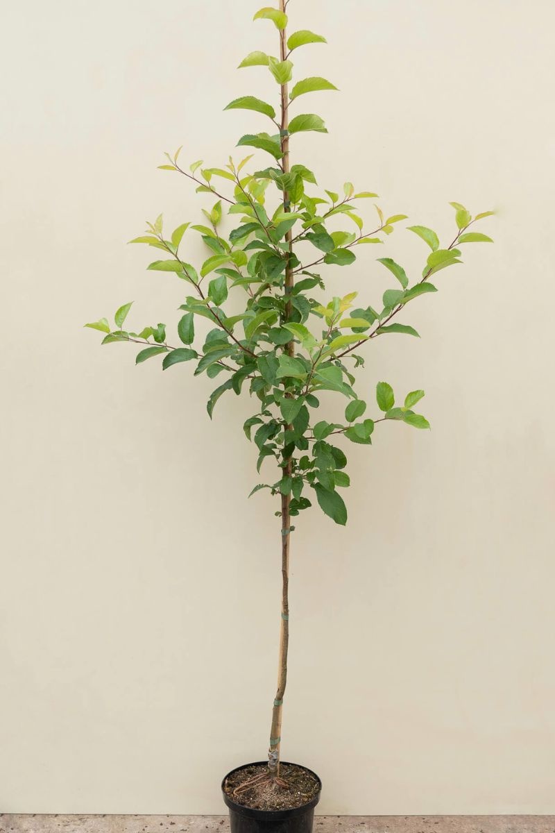 https://cdn.webshopapp.com/shops/304745/files/459759812/file.jpg