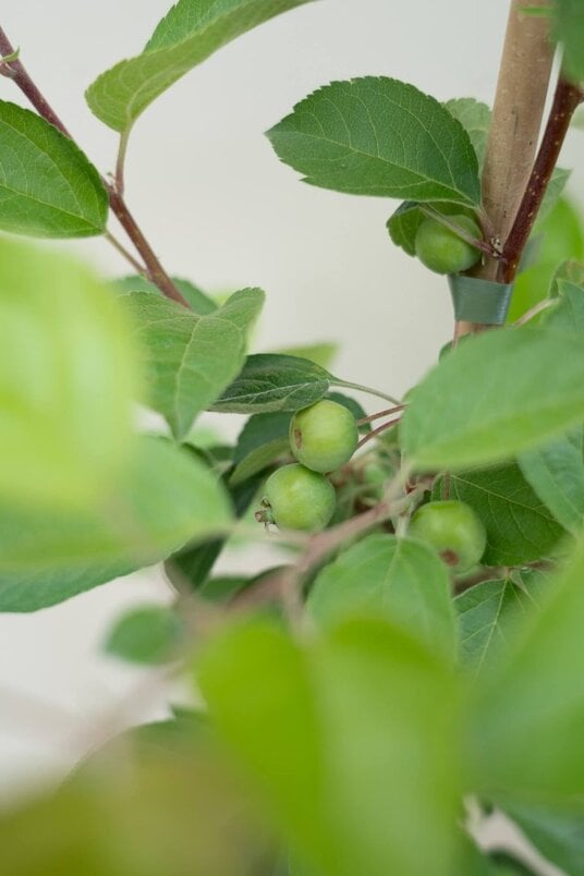 Young ornamental apple tree | Malus 'Red Sentinel'