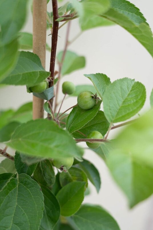 Jonge sierappelboom | Malus 'Red Sentinel'