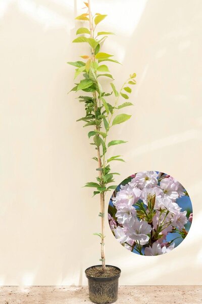 Young Columnar Japanese Flowering Cherry Tree | Prunus serrulata 'Amanogawa'