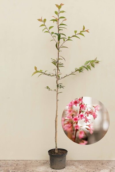 Jonge Vroegbloeiende Sierkers | Prunus 'Okame'