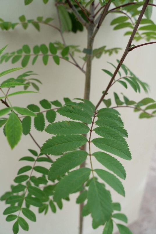 Junger Vogelbeerbaum | Sorbus aucuparia edulis