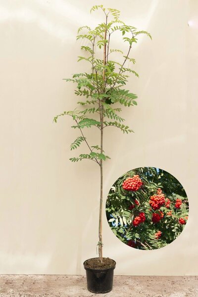 Junger Vogelbeerbaum | Sorbus aucuparia edulis