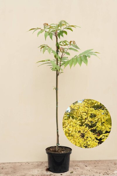 Junger chinesischer Toon-Baum | Toona sinensis