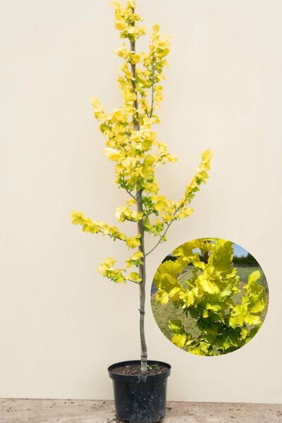 Jonge Goudiep boom | Ulmus hollandica 'Wredei'