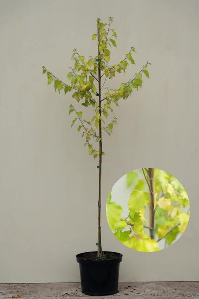 Young Yellow-leaved Silver Birch | Betula pendula 'Golden Cloud'