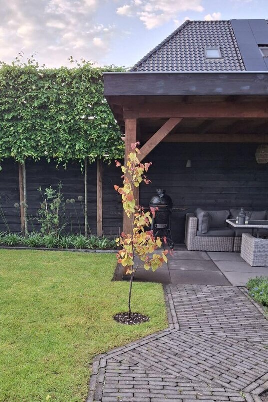 Jonge Herfstkleurige Judasboom | Cercis canadensis 'Eternal Flame'