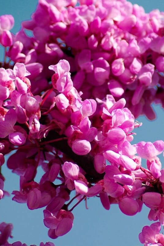 Jonge Amerikaanse Judasboom | Cercis canadensis 'Rising Sun'