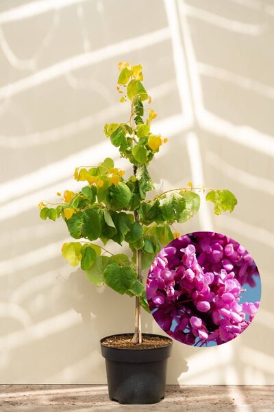 Junge Amerikanische Judasbaum | Cercis canadensis 'Rising Sun'