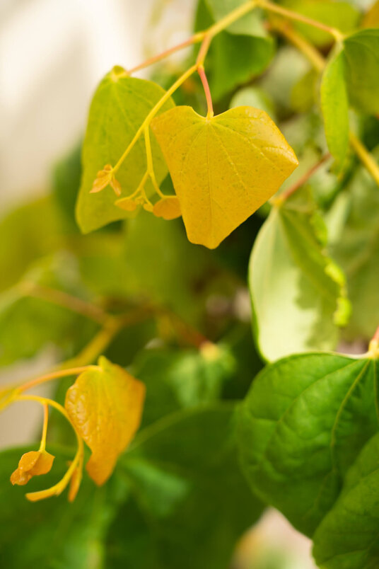 Jonge Amerikaanse Judasboom | Cercis canadensis 'Rising Sun'