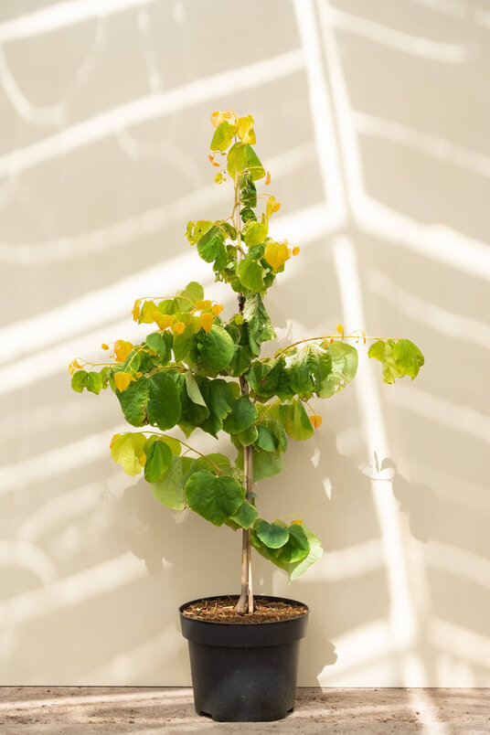 Junge Amerikanische Judasbaum | Cercis canadensis 'Rising Sun'