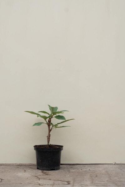 Junge Pontische Eiche | Quercus pontica