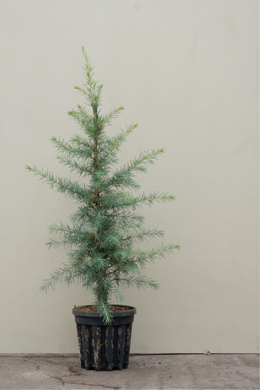 Junge Himalayazeder | Cedrus deodara