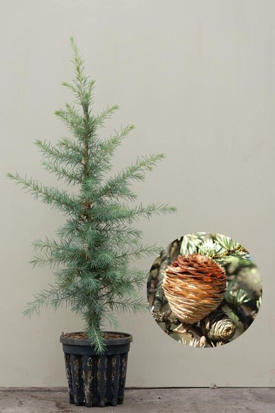 Junge Himalayazeder | Cedrus deodara