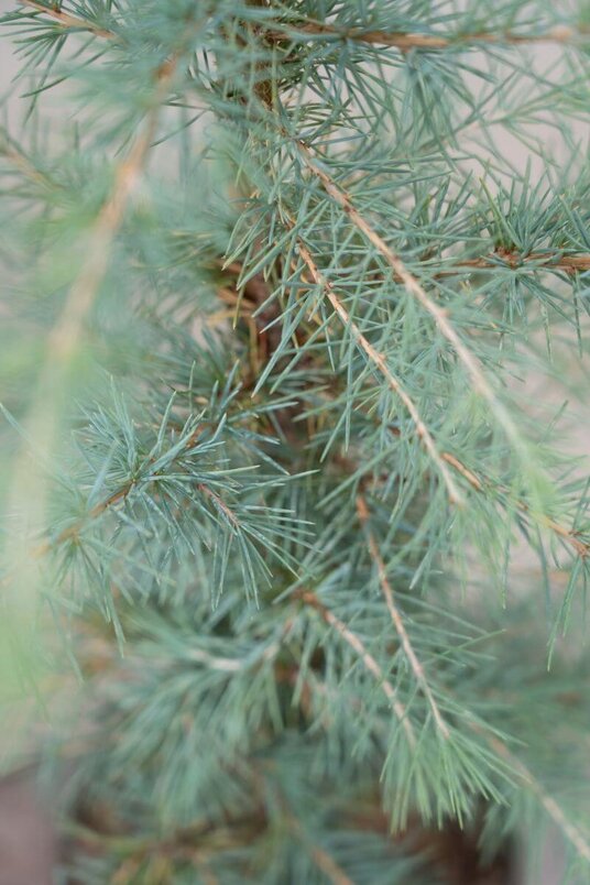 Jonge Himelayaceder | Cedrus deodara