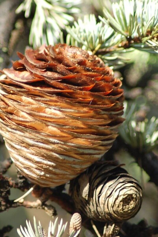 Young Himalayan Cedar | Cedrus deodara