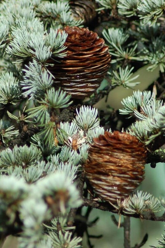 Jonge Himelayaceder | Cedrus deodara