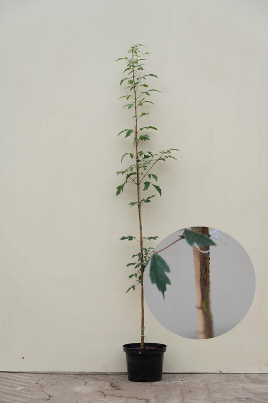 Jonge Papieresdoorn | Acer griseum