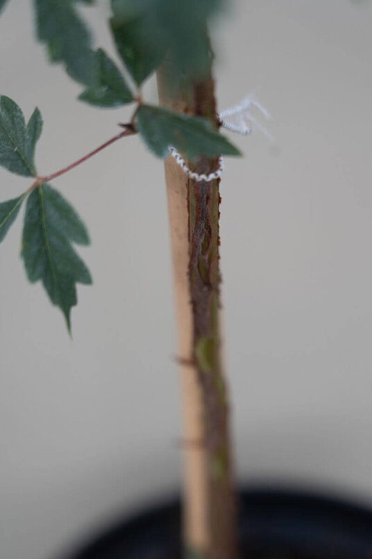 Junge Papier-Ahorn | Acer griseum