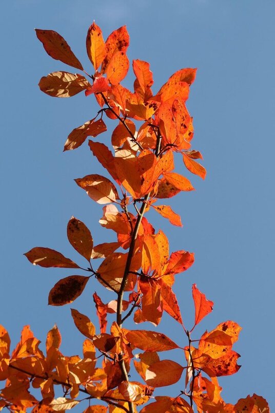 Junge Schwarze Tupelobaum | Nyssa sylvatica