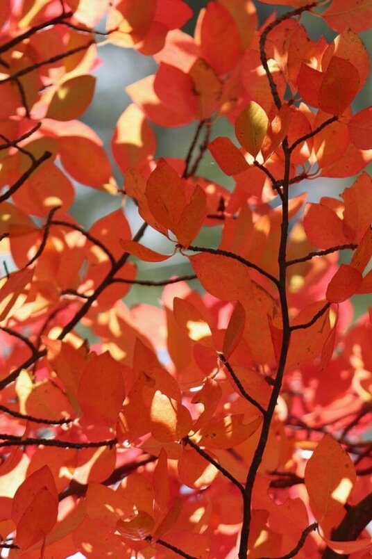 Young Black Tupelo Tree | Nyssa sylvatica