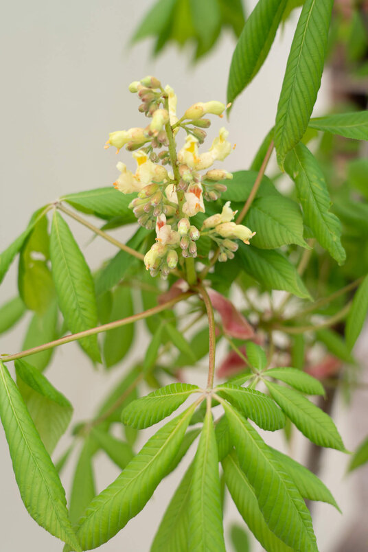 Young Yellow Pavia tree | Aesculus flava 'Vestita'